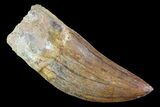 Carcharodontosaurus Tooth - Morocco #73074-1